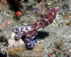 Blue-ring Octopus Small but deadly Lembah Straits by Debra Cahill 